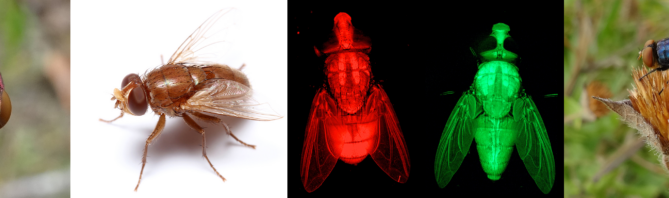 Various fly species