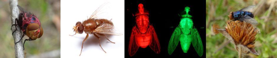 Prof. Maxwell Scott Visits the Meccariello Lab to Strengthen Global Collaboration